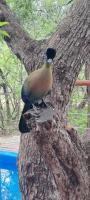 Koedoebessie - B&B Marloth Park