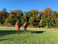 Ferienwohnung Red Horse Ranch - B&B Eichstätt