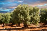 Casa San Valentino - B&B Vico del Gargano