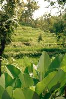 Tetebatu Hideaway - Ferienwohnung Tetebatu