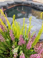 Le colibri - B&B Barbotan-les-Thermes