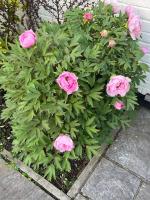 Silsoe Cottage B&B - B&B Silsoe