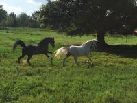 OMG! CABIN on Horse Ranch w Mtn Views-Pet Friendly - B&B Boone