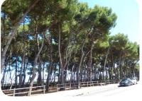 Apartment with parking near the sea - Chambres d’hôtes Alba Adriatica