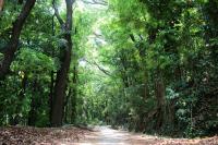 The Forest villa - B&B Rambukkana