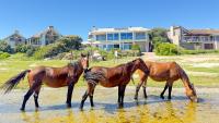 MBIZI lagoon house - Wild Horses & Ocean Views - B&B Hermanus