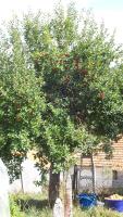 Guest house Kamenik - Bed and Breakfast Yagodina