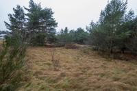Hundeparadies "Bodden Paradise Cottage" - B&B Pruchten