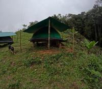 Oro verde - B&B Cali