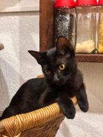 Litera en habitación compartida - Solo mujeres 