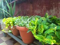 Cozy Nest Homestay - Chambres d'hôtes Mangalore