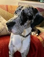 Ardachy Riverside Accessible One bedroom Holiday let - B&B Fort Augustus