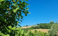 B&b Verdi Colline - B&B Serra de' Conti