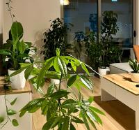 Plant house - Chambres d’hôtes Tirana