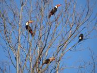 Cabañas lodge El Suizo - B&B Gobernador Virasora