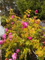 Rincon de las Flores - Chambres d’hôtes Tolhuin