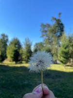 Cabañas leumo - B&B Manzanar