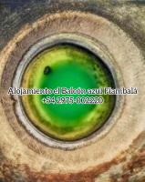 alojamiento el balcón azul Fiambalá - Ferienwohnung Fiambalá