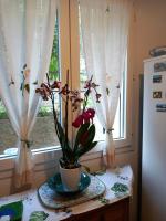 Il Paradiso di Adriana - B&B Bonassola