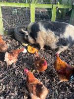 Pinkys Pod at Rock Lodge - Bed and Breakfast Alnwick