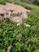 أكواخ الهدهد - B&B ‘Ajlūn