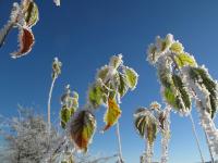 Zum Pinken Schaf - Chambres d’hôtes Ahrdorf