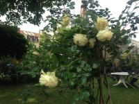Villa, Wein und Garten - Ferienwohnung Leipzig