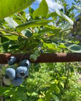 Yubari Forest Farm BandB - Ferienwohnung Yūbari