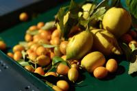 Le Vetrate sul Lago Lake Como Amazing View - B&B Nesso