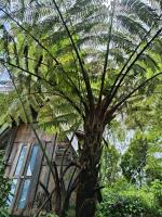 Sang Natha Lodge - Kopi Tiam & Agro - B&B Banjar Catur