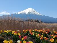 Fuji Wonder Cottage - Bed and Breakfast Fujiyoshida