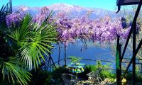Il Glicine sul Lago - Ferienwohnung Tronzano Lago Maggiore