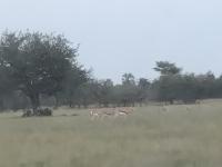 Paradise Nature Tented Camp - B&B Grootfontein