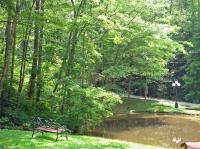 Duck Pond- Daily Bear Visits - B&B Gatlinburg