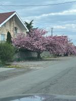Adonis - Bed and Breakfast Oezjhorod