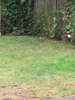 Full home or room rental near Blackheath, London - B&B London