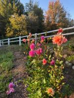 Northern Michigan Woodland Retreat - B&B Fife Lake