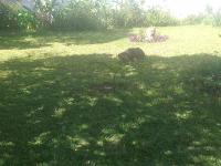 Rose's Garden Cottages - B&B Lusaka