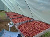 Rancho Ecojoya Paradise Mountain working farm in nature - B&B San Isidro de El General