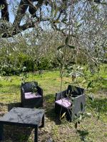 Il rifugio tra gli ulivi - B&B Ortona