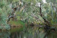 Zamenhof River Cabin - Peaceful Farm Escape - Pets Welcome - B&B Yass