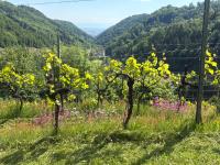 Der Manfred & die Seinen - Urlaub im Weingarten - Chambres d'hôtes Kirchschlag bei Linz
