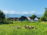 Arpas 346 - a soulful home - Ferienwohnung Arpaşu de Jos