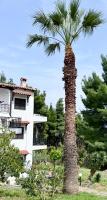 Forest Paradise - B&B Kryopigi