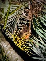 Villa Attalea Rainforest Pool Walk to Town - B&B Santa Elena