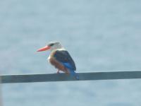 Villa Halcyon Caboverde - Bed and Breakfast Cidade Velha