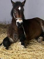 Kuhlmanns Hof - B&B Vlotho