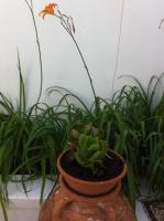 Villa Soultana - Ferienwohnung Lindos