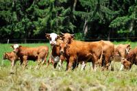 Riehle Hof - Bed and Breakfast Zell am Harmersbach