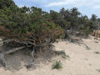 Emerald Coast Rooms - B&B Arzachena